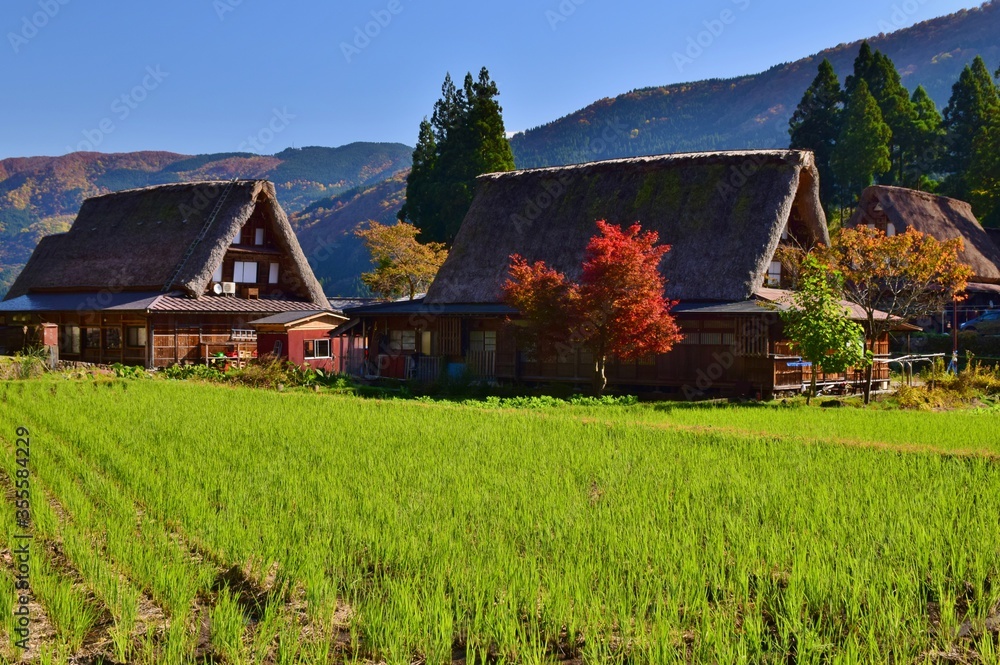 Obraz premium 世界遺産 白川郷・五箇山の合掌造り集落