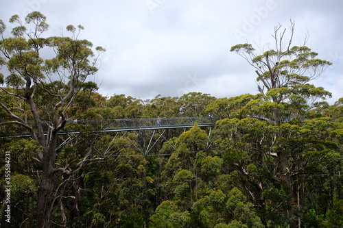 Western Australia Tingledale - Valley of the Giants Tree Top Walk photo