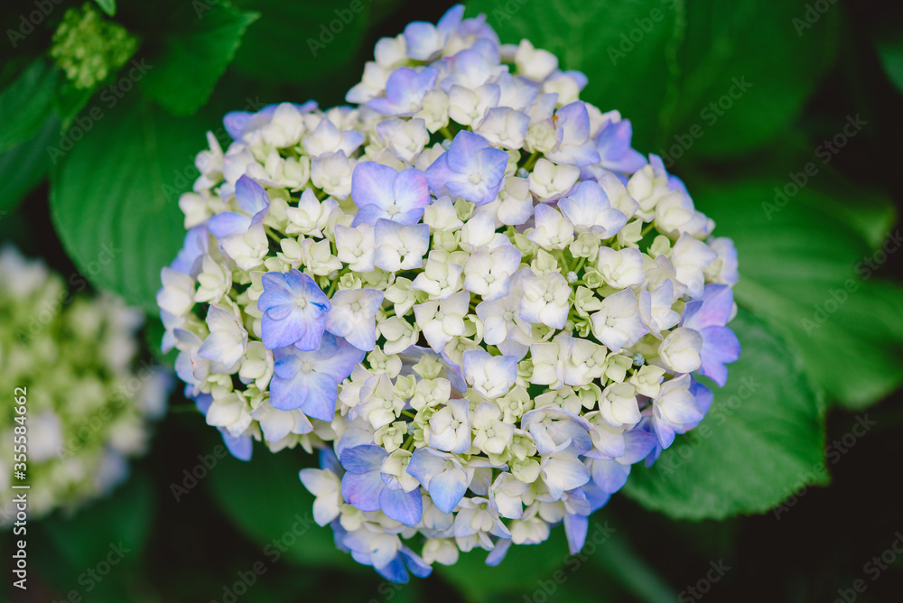 紫陽花・アジサイ 紫陽花・アジサイ