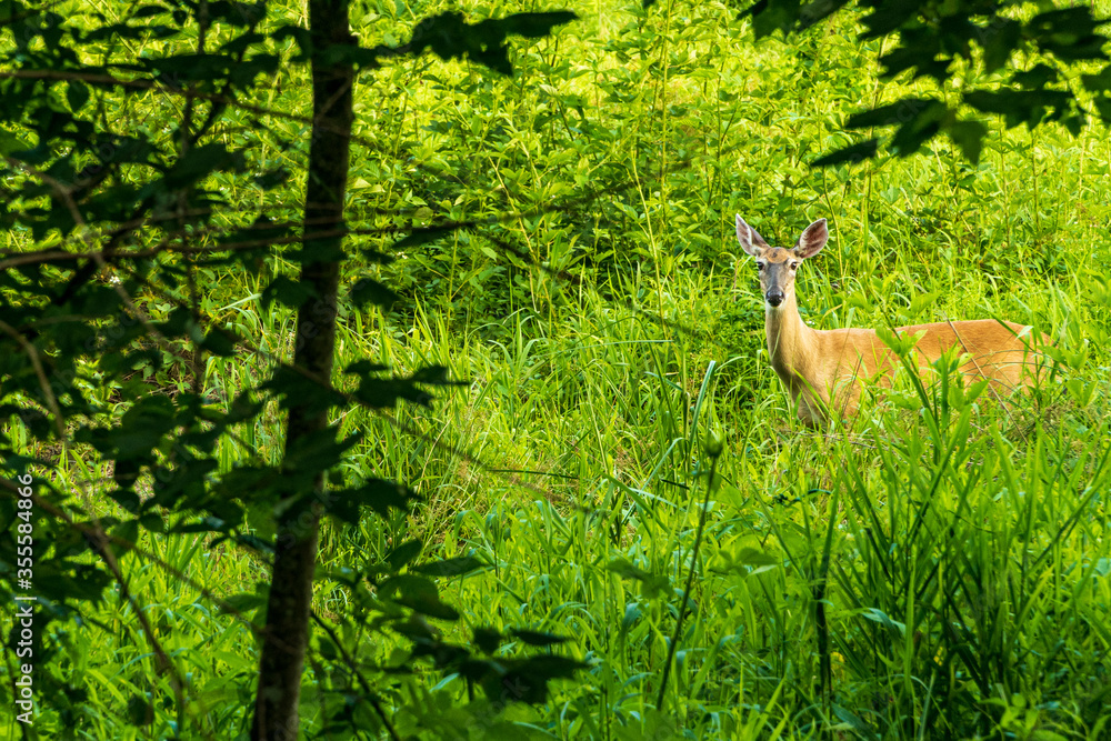 A Whitetail Doe is Grazing in a Wetland Habitat. A Whitetail Doe is Grazing in a Wetland Habitat.
