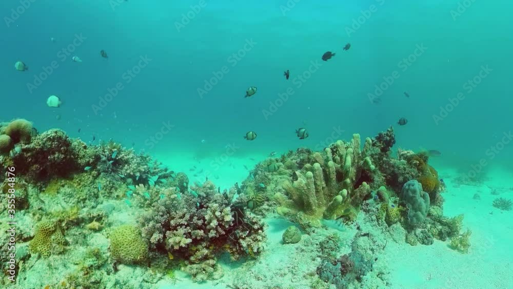 Coral reef underwater with fishes and marine life. Coral reef and tropical fish. Panglao, Bohol, Philippines. Coral reef underwater with fishes and marine life. Coral reef and tropical fish. Panglao, Bohol, Philippines.