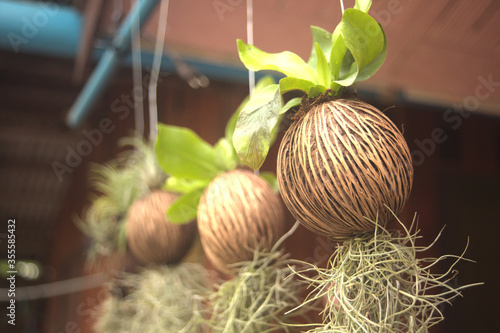 Ornamental plants hanging on the edge of the house