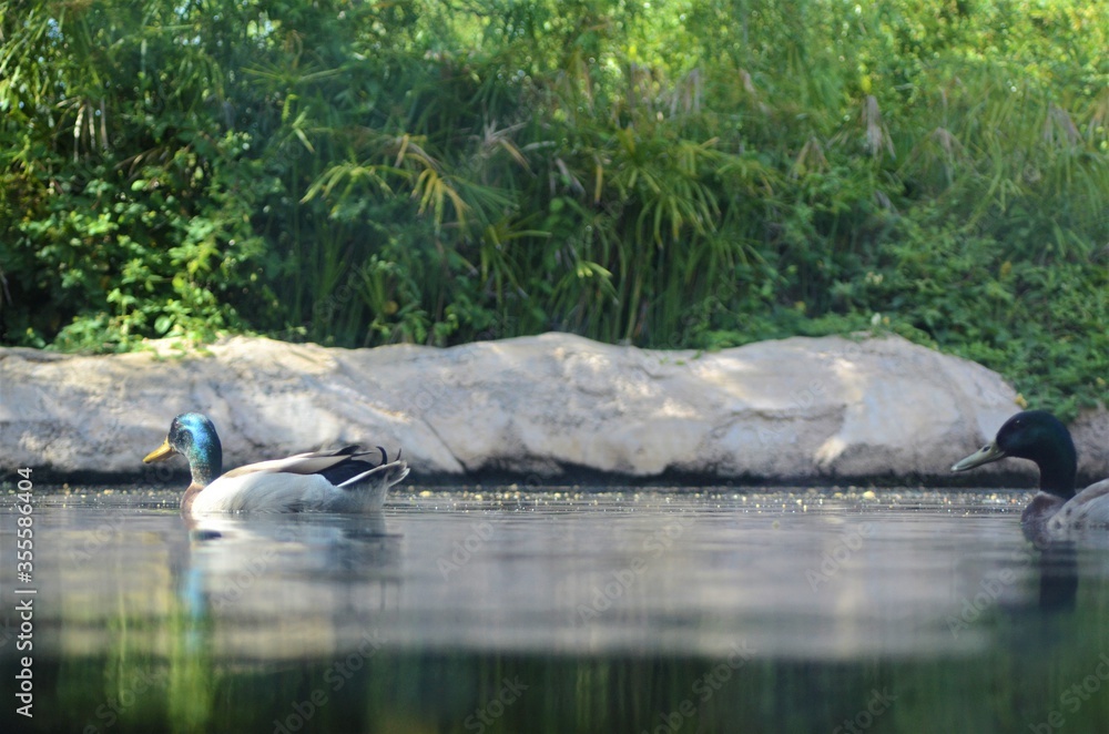 Fototapeta premium Water level view of Mallard ducks (Anas platyrhynchos) floating on the river