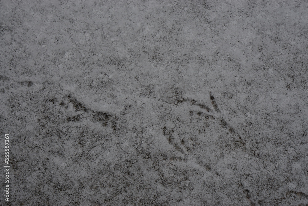 Bird feet on the snow at Sweden