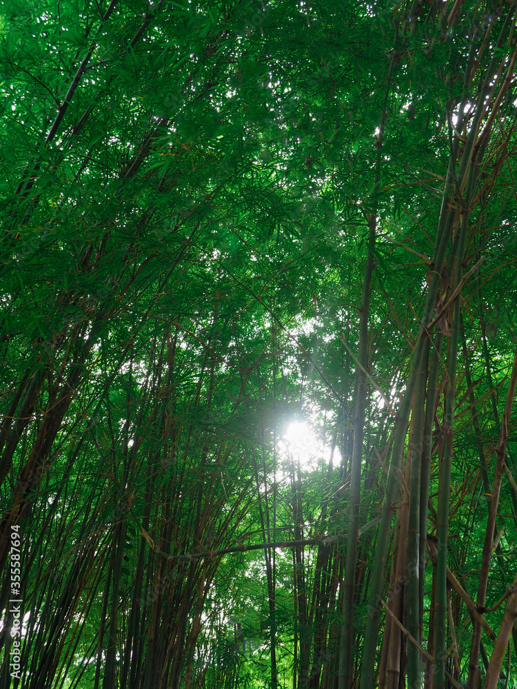 Green nature and green leavesGreen nature and green leaves Green nature and green leavesGreen nature and green leaves
