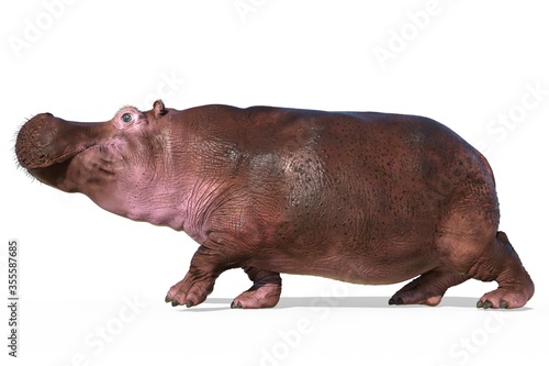 Hippopotamus isolated on white background 3d illustration