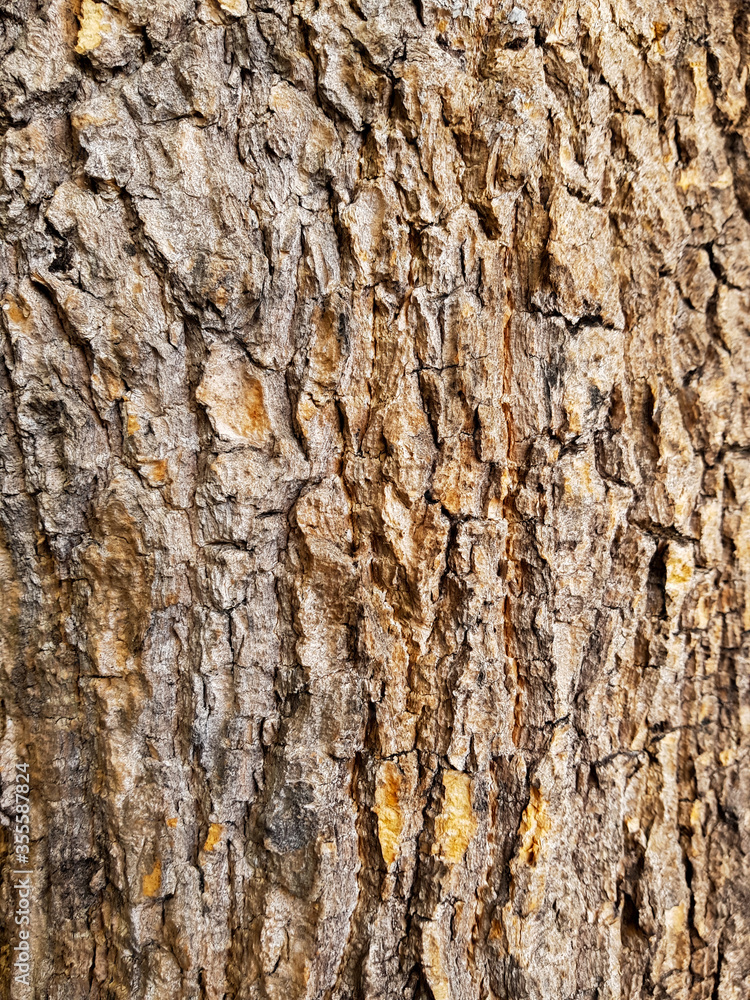 tree bark texture tree bark texture