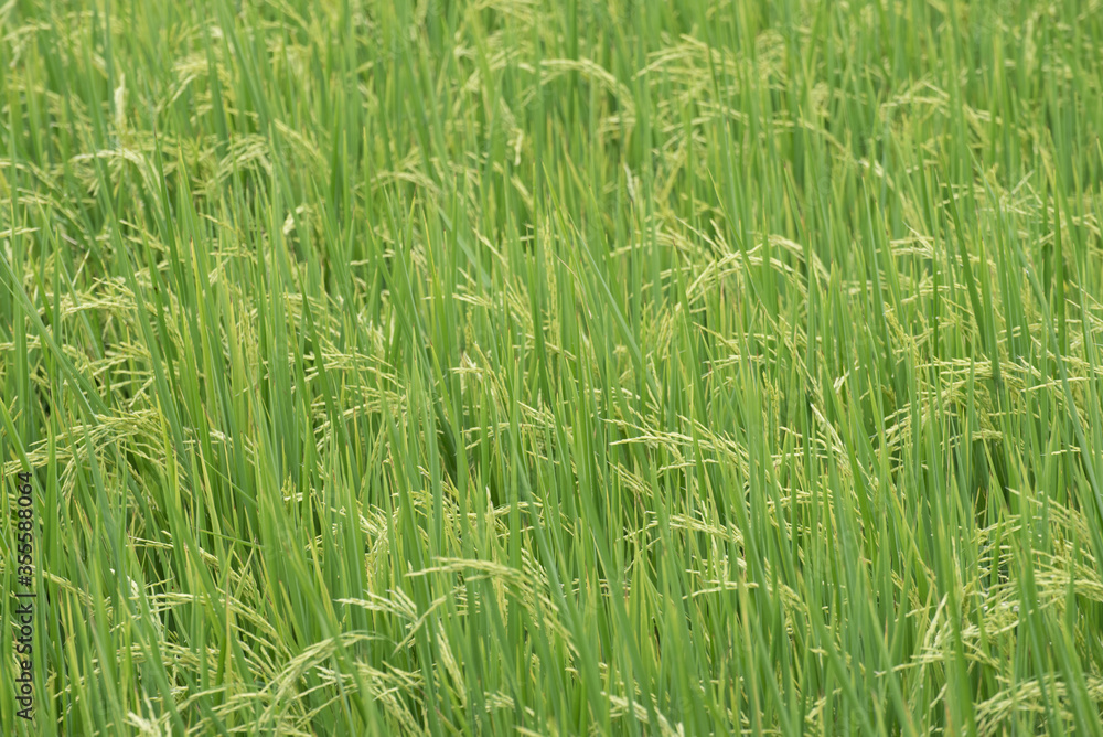 natural green rice field background,selective focus natural green rice field background,selective focus