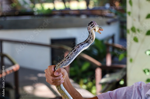 Close up Rat snake on hand asia man