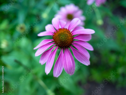 purple flower in the garden in summer