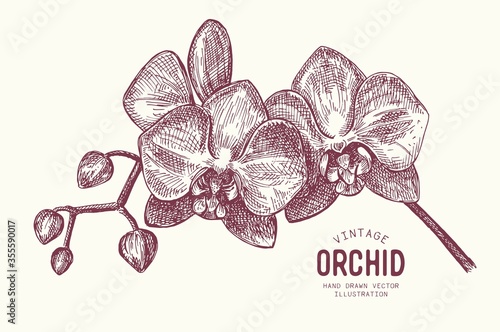 Hand drawn botanical illustration of tropical flowers. Vector vintage illustration of orchid branch isolated on white background.  