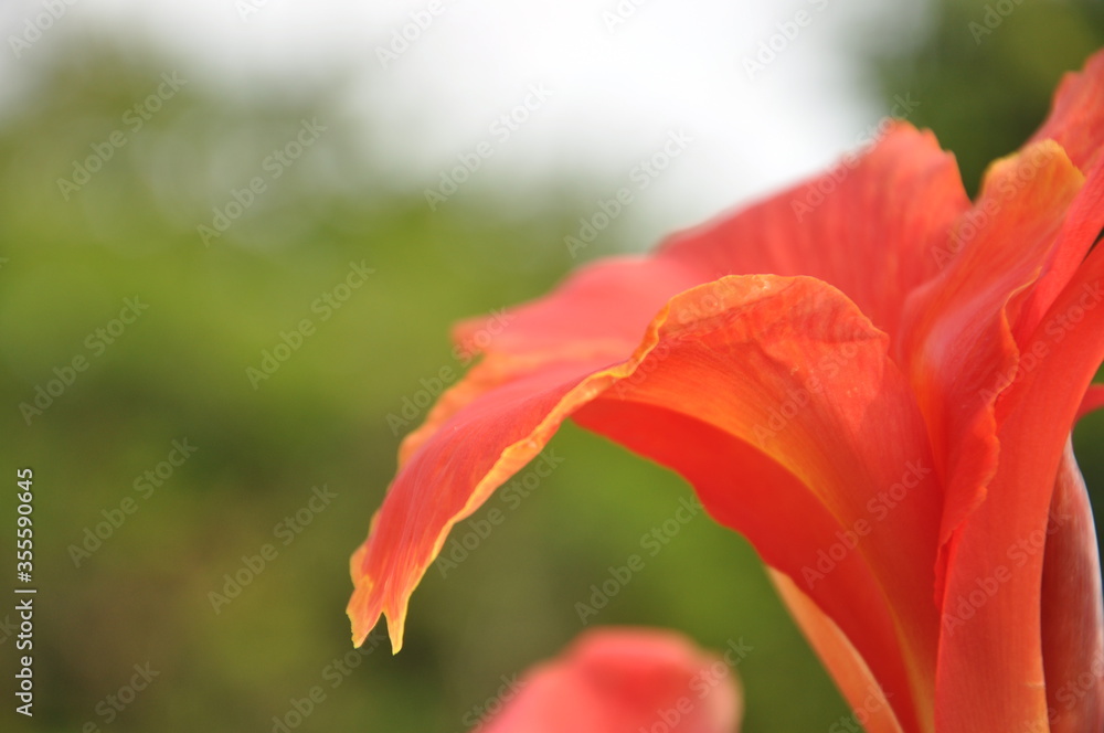 blurred background red indian shot blurred background red indian shot