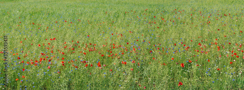June summer field with the blossoming red poppies and blue cornflowers