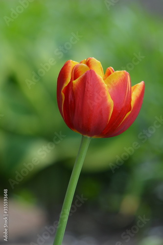 A wonderful view of the blooming red tulips blooming in the spring garden.
