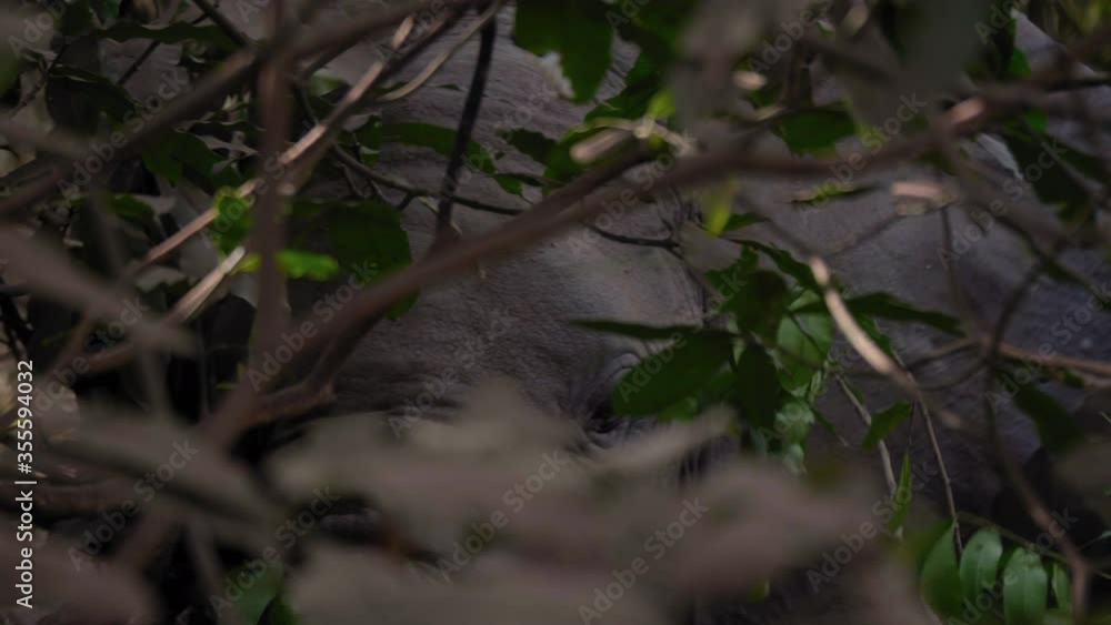 African Bush Elephant hidden by dense forest leaves eats with its trunk and turns eye toward camera in Lake Manyara National Park Tanzania Africa African Bush Elephant hidden by dense forest leaves eats with its trunk and turns eye toward camera in Lake Manyara National Park Tanzania Africa