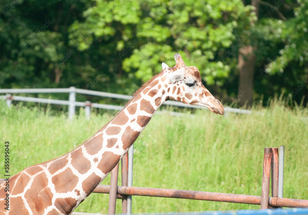 Obraz premium キリンたん