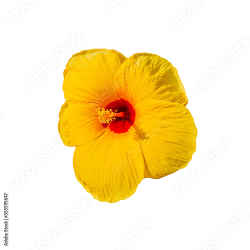 Hibiscus rosa-sinensis flower isolate on white 