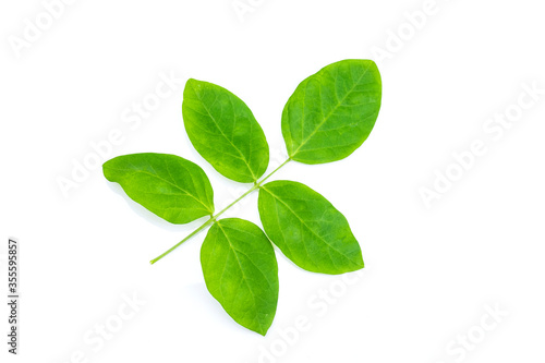 green leaves isolated on white background