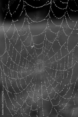 black and white spiders web with rain drops