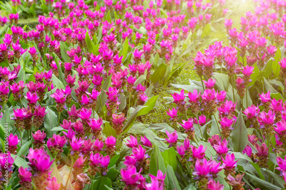 Naklejka premium Curcuma sessilis flower in garden.