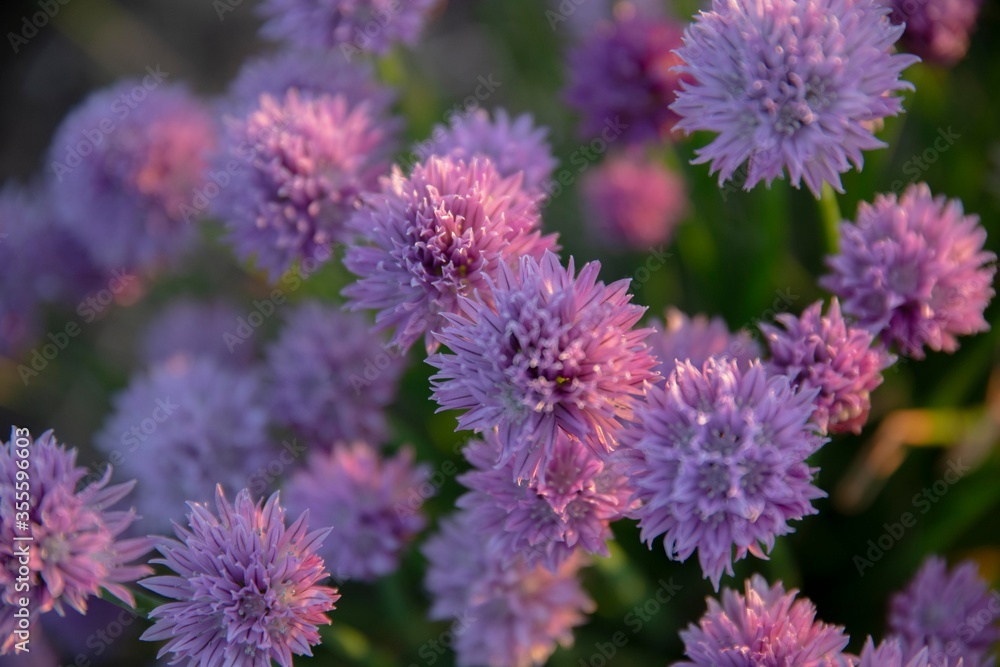 The beautiful purple chives flowers The beautiful purple chives flowers