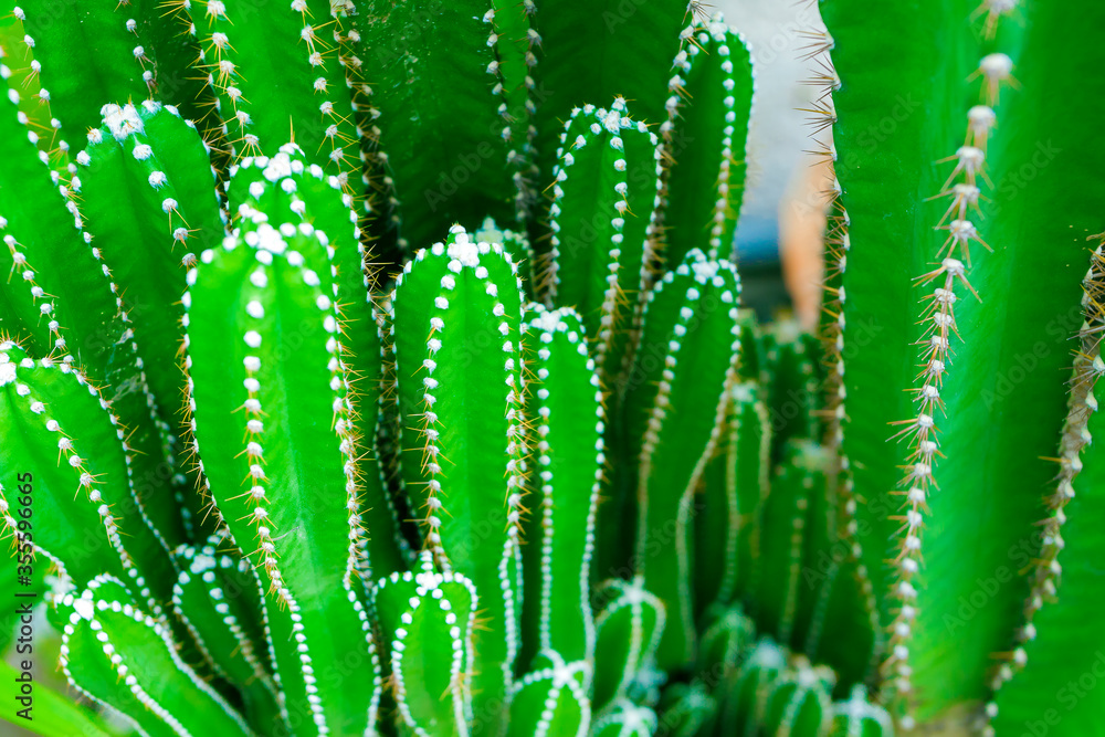 close up of cactus close up of cactus