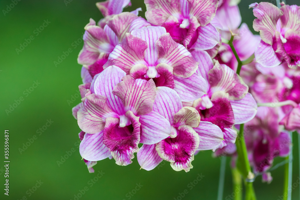Fototapeta premium Beautiful orchid flower with natural background.