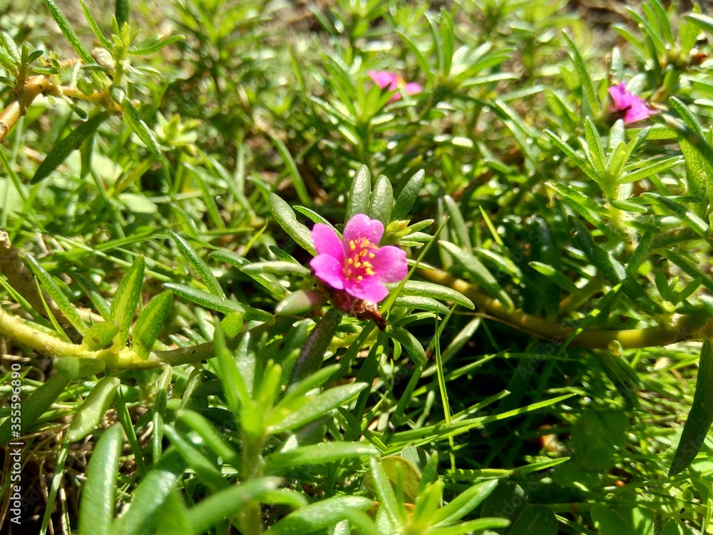 Portulaca Grandiflora Rose Moss Ten O Clock Mexican Rose Moss Rose Vietnam Rose Sun Rose Rock Rose Moss Rose Purslane Stock Photo Adobe Stock Portulaca Grandiflora Rose Moss Ten O Clock Mexican Rose Moss Rose Vietnam Rose Sun Rose Rock Rose Moss Rose Purslane Stock Photo Adobe Stock