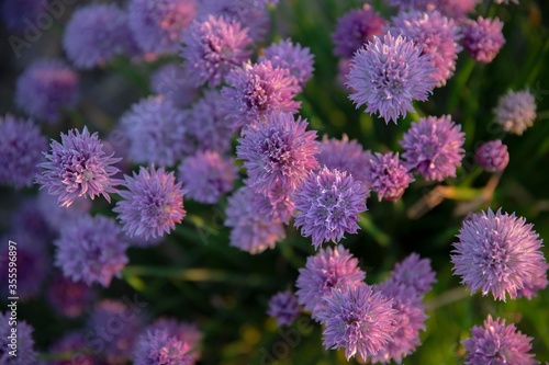 The beautiful purple chives flowers