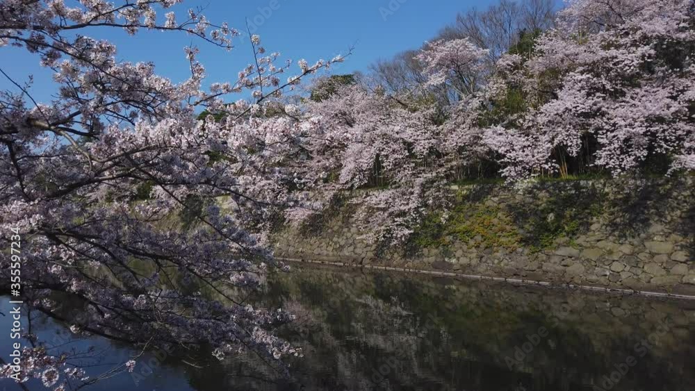 Cherry blossoms in Spring, Castle Moat in Hikone Japan Cherry blossoms in Spring, Castle Moat in Hikone Japan