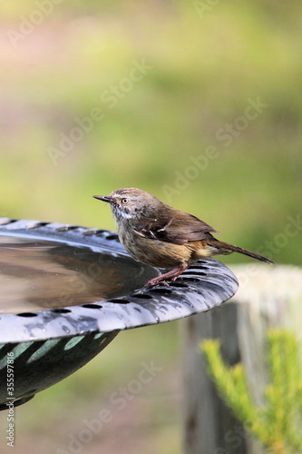 White-Browed Scrubwren at birdbath, South Australia photo