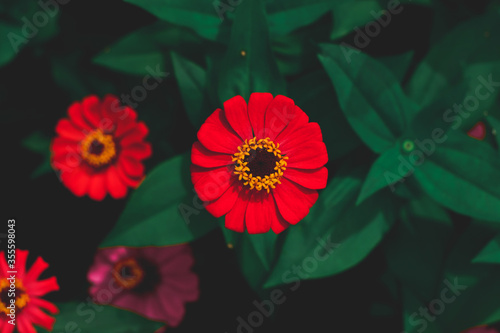 red flower in the garden