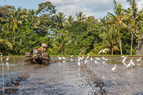 Fototapeta Naklejka Na Ścianę i Meble -  White herons feeding in a flooded rice field. Farmer plowing the soil. Rural landscape. Gianyar, Bali, Indonesia.