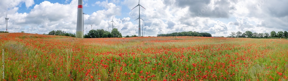 panoramic view of many red poppies, standing on a field