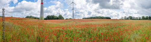 panoramic view of many red poppies  standing on a field