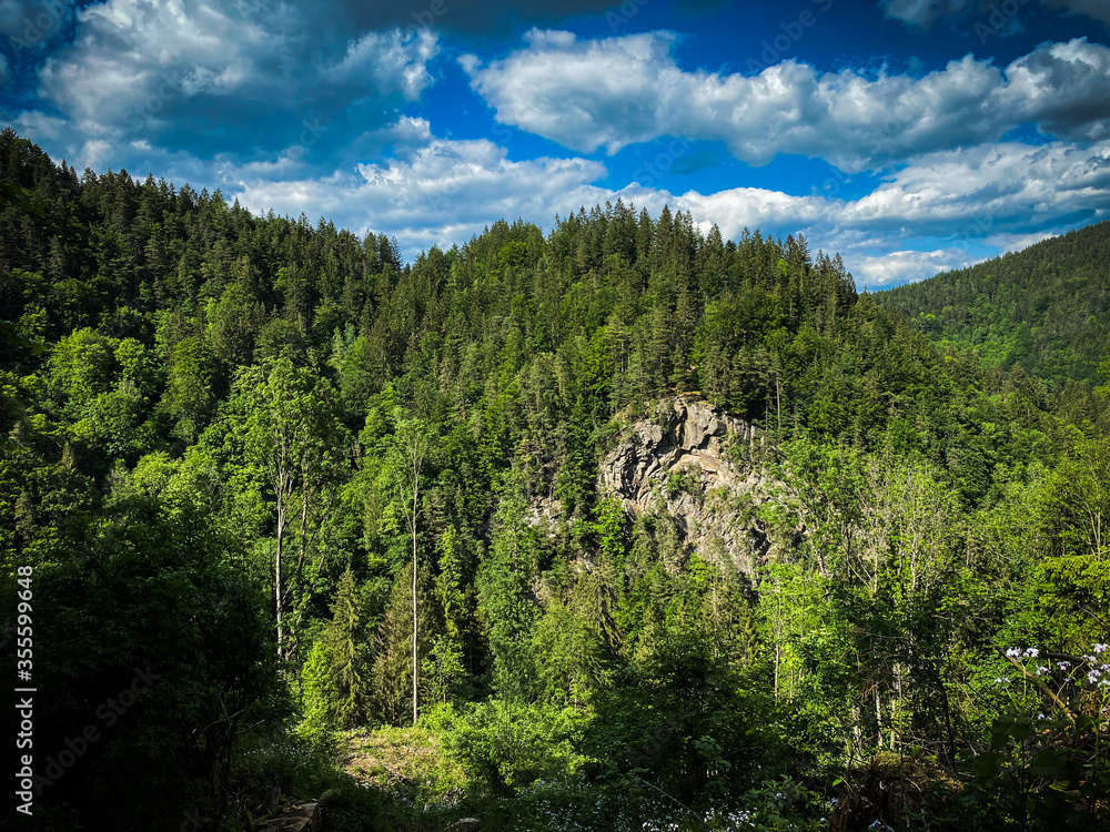 Obraz premium forest in the mountains