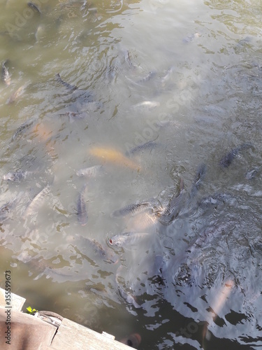 fish in the water