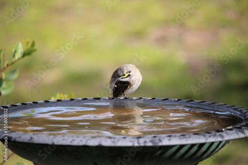 Yellow-faced Honeyeater (Lichenostomus chrysops) at birdbath, South Australia photo