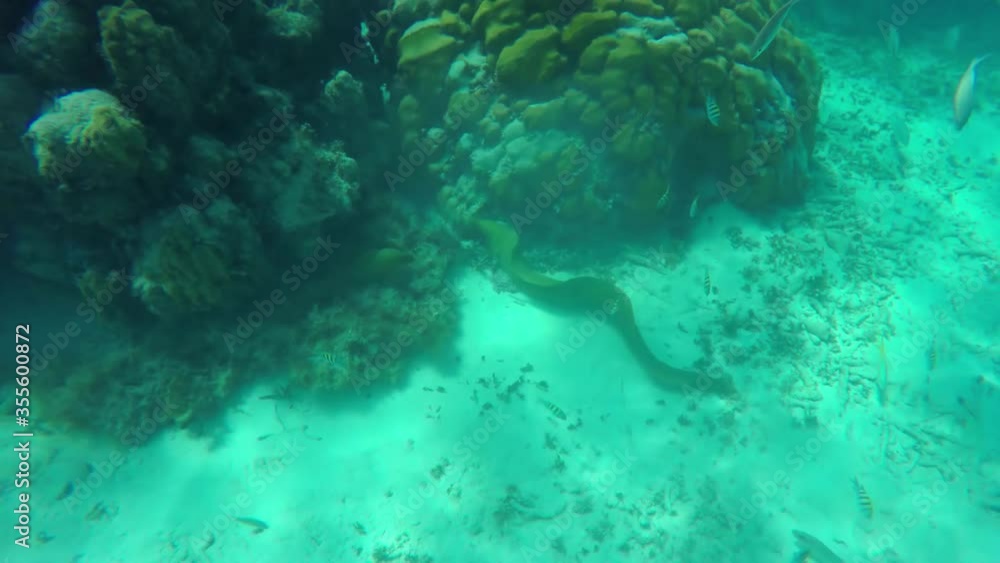 Yellow striped Sergeant Major fish (Abudefduf saxatilis) floating around while snorkeling. At the bottom stingray and moray eel Yellow striped Sergeant Major fish (Abudefduf saxatilis) floating around while snorkeling. At the bottom stingray and moray eel