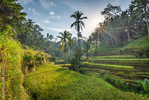 Tegalalang rice terraces, early morning, Ubud, Bali, Indonesia
