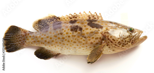 Grouper Fish isolated on white background