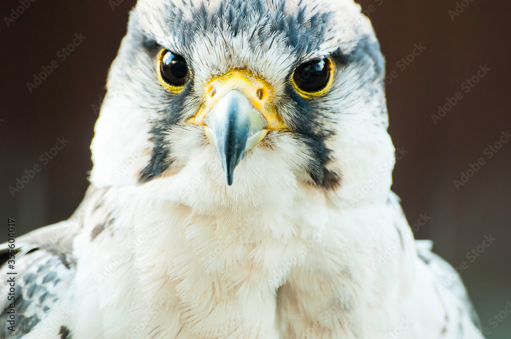 Obraz premium Peregrine Falcon