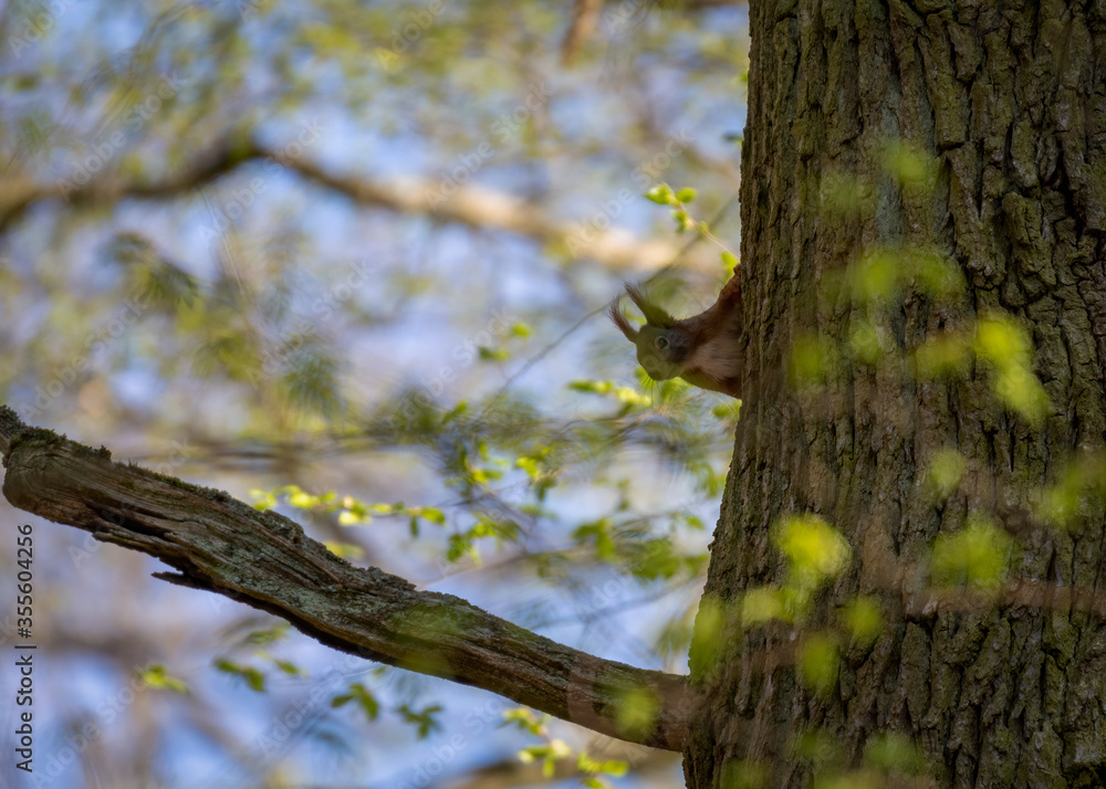 Squirrel on tree. Squirrel in the forest. Squirrel on tree. Squirrel in the forest.