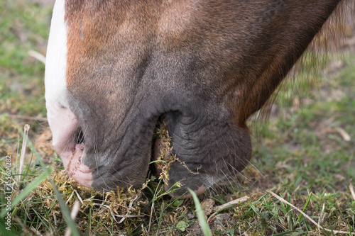Mouth of an eating and grazing horse from a low point of view in a bare meadow. The horse eats, the mouth is slightly open and some herbs go in