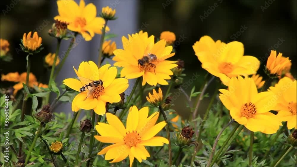 bees on yellow flowers
bees on yellow flowers