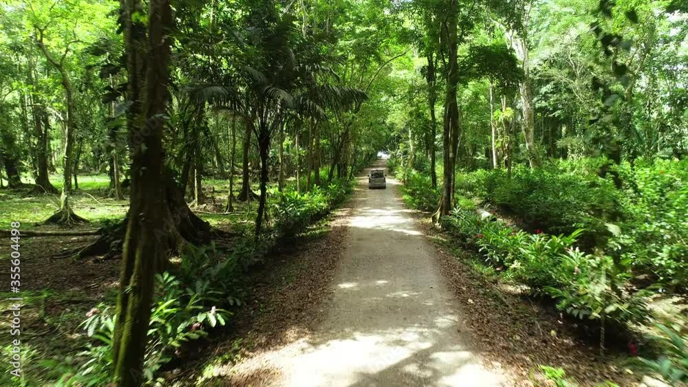 Caribbean road inside forest with car going Caribbean road inside forest with car going