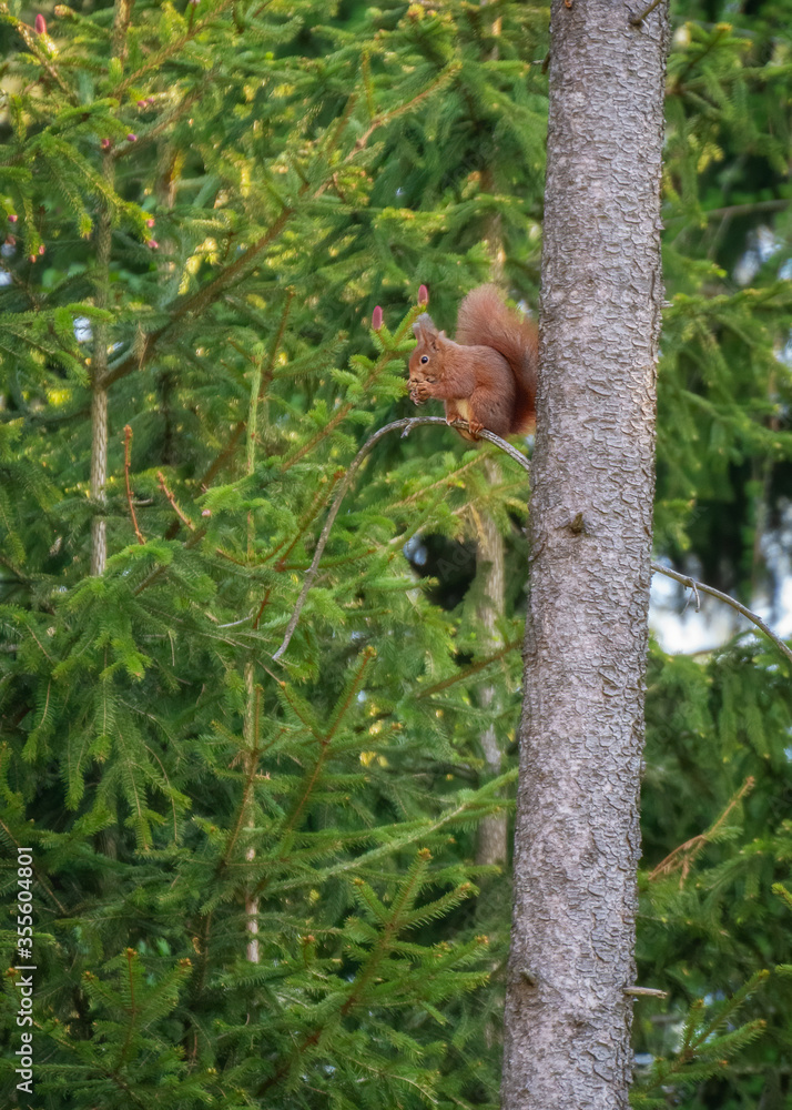 Squirrel on tree. Squirrel eating nut. Squirrel in the forest.