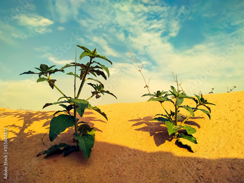 Photography Green tree in the desert