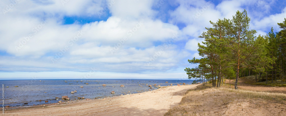 Sunny day on the shore of the Gulf of Finland. The surroundings of Koporskaya Bay. Leningrad region, Russia