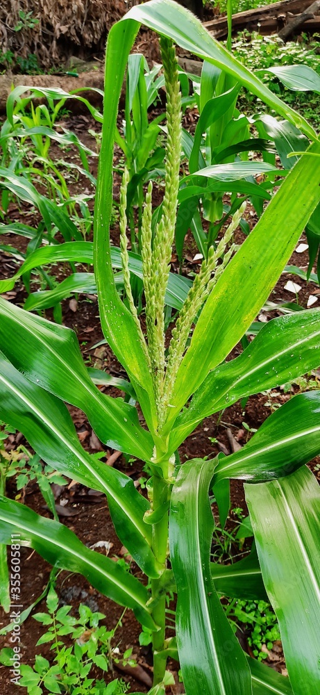 Obraz premium Corn tree flowers that begin to grow into fruit. Lush green corn trees in the garden.